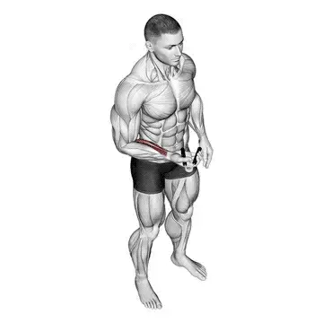 Hand Grip