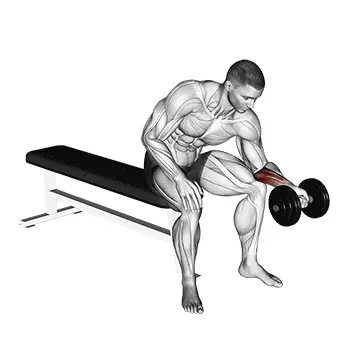 Forearm Curls (underhand grip)