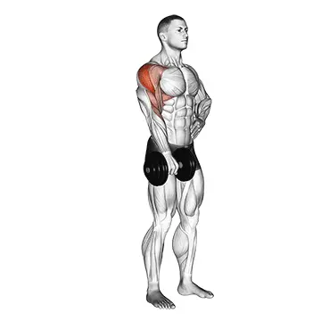 Schoulder Raise (Dumbbell)