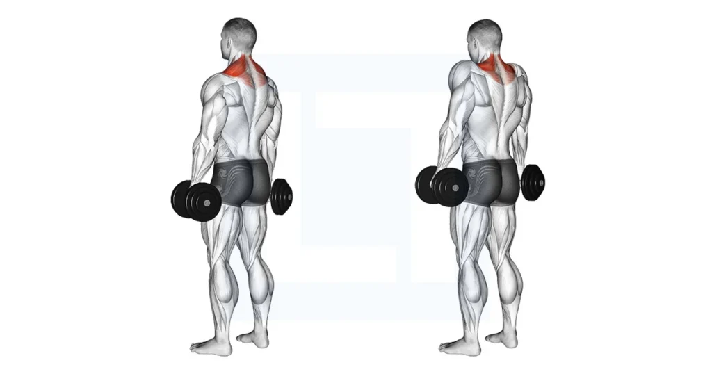Dumbbell Shrug