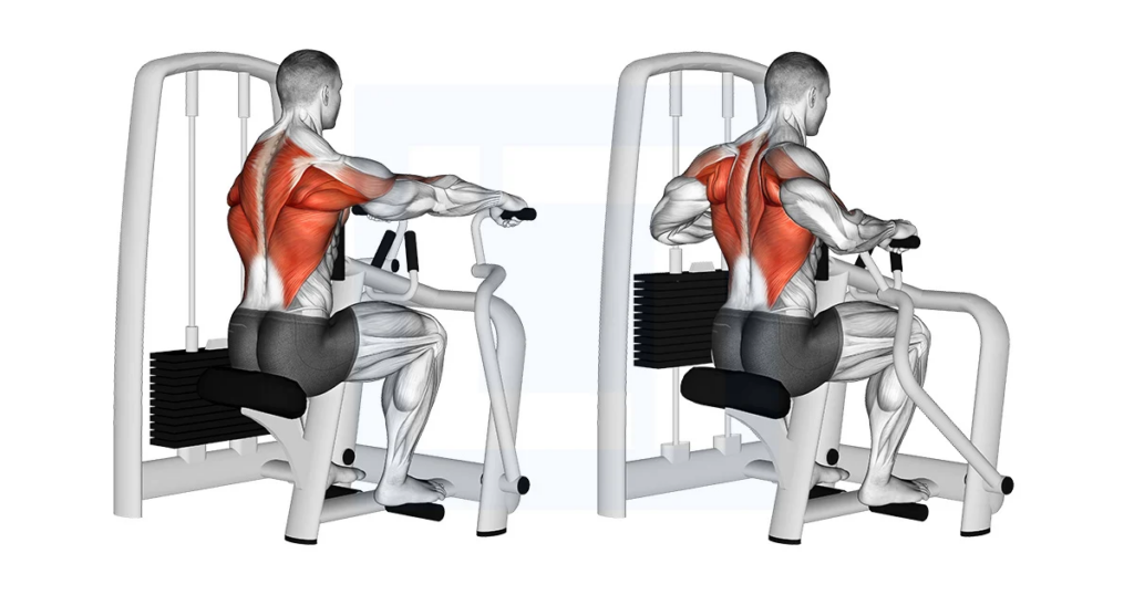 Seated Row (Machine)